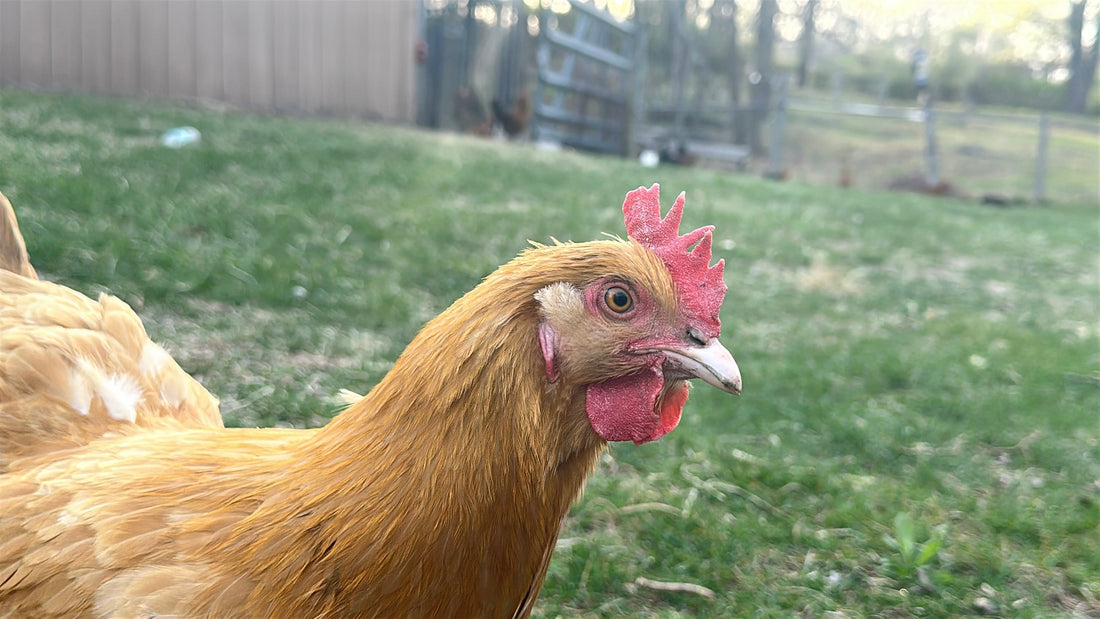 Family Farm is about to luanch!!!