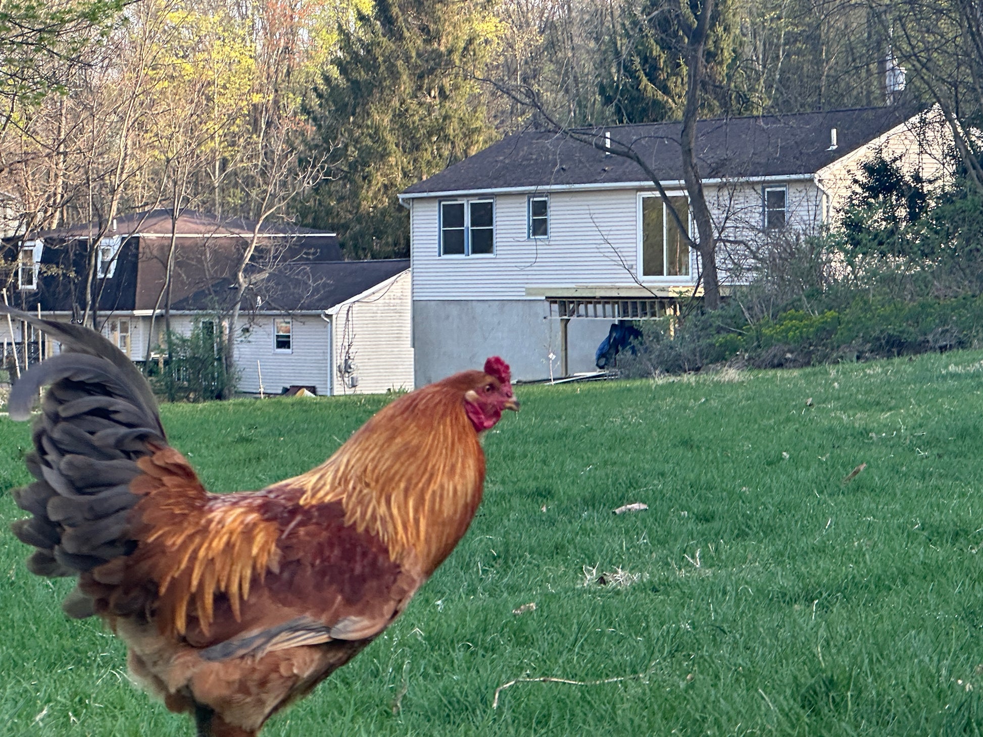 Pasture-Raised Organic Chicken